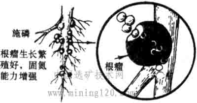 因为磷肥能促进豆科作物根瘤菌的固氮作用,有"以磷增氮"的好处,如图1