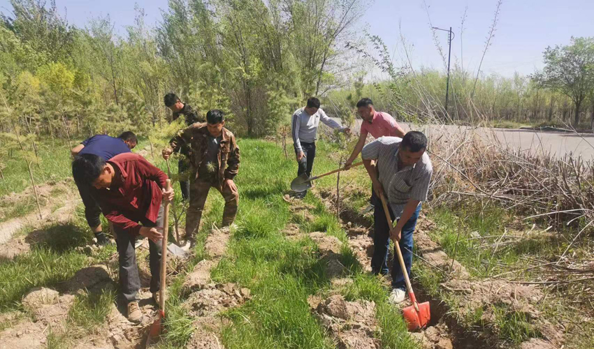 新疆慶華煤化工公司開展春季植樹及環境整頓活動